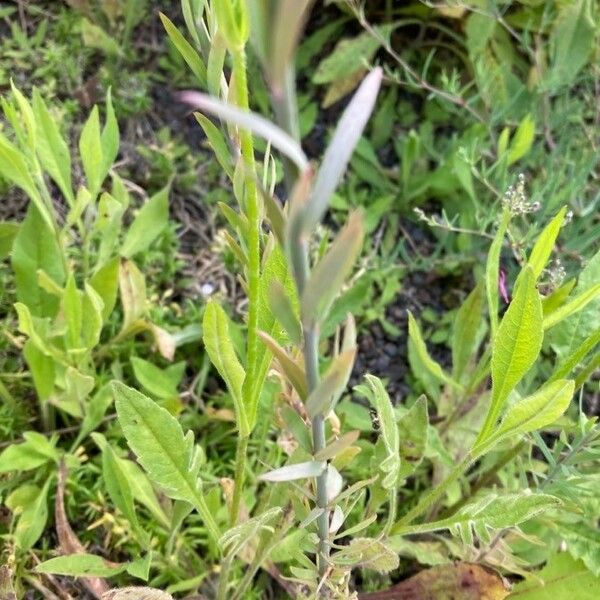 Linaria purpurea ഇല