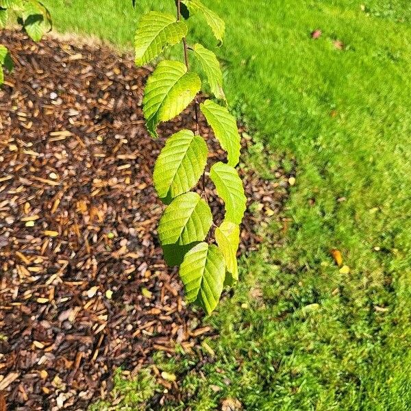 Carpinus caroliniana Blad