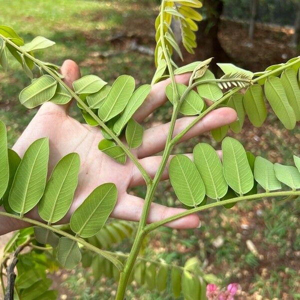 Cassia grandis Blad