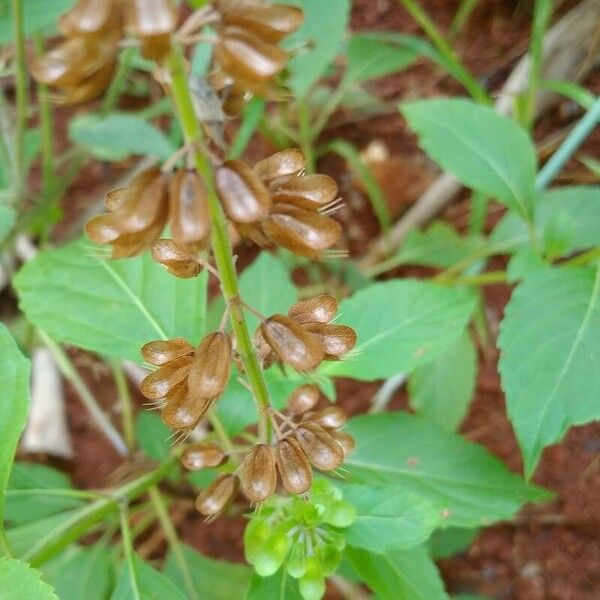 Ocimum campechianum Fruit