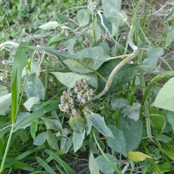 Verbesina virginica Leaf