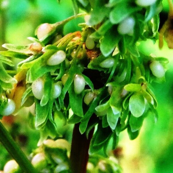 Rumex confertus Φρούτο