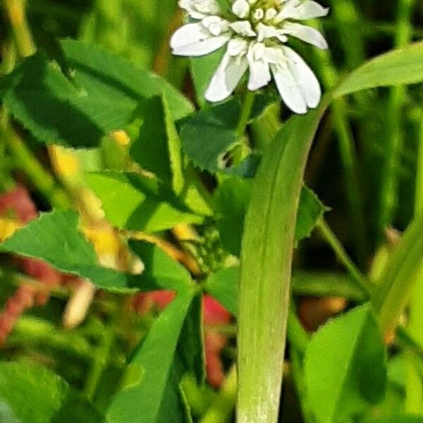 Trifolium nigrescens പുഷ്പം