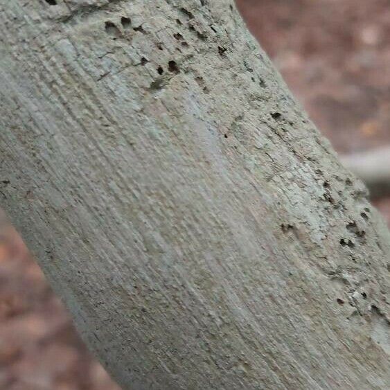 Philodendron bipennifolium Bark