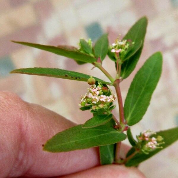 Euphorbia nutans ഇല