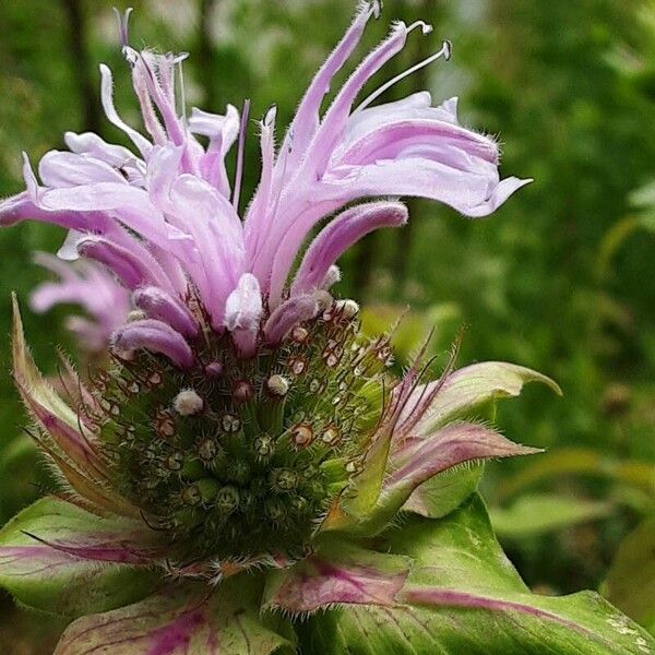 Monarda fistulosa Кветка