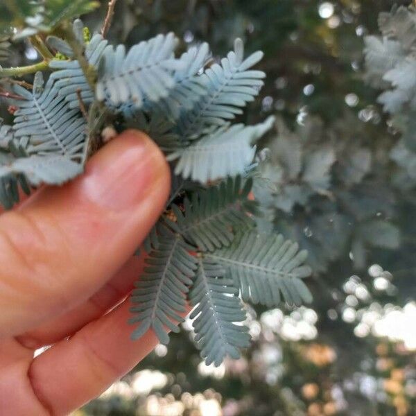 Acacia baileyana 葉