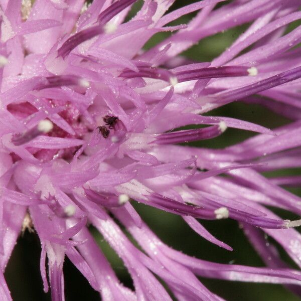 Centaurea corymbosa autre