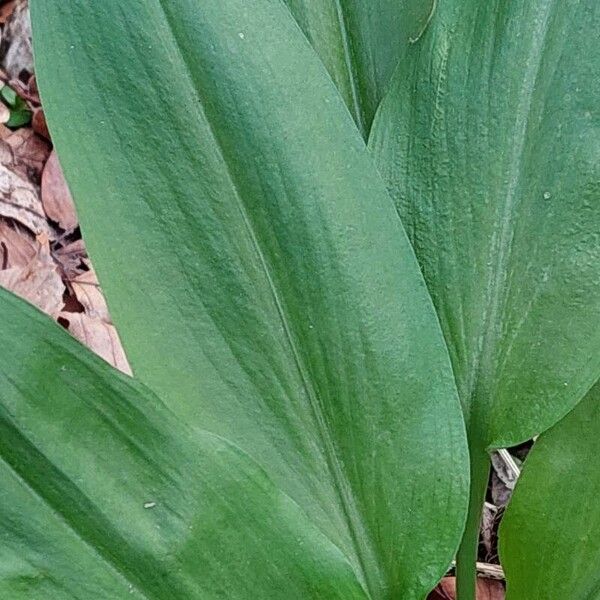 Allium ursinum পাতা