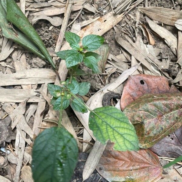 Acalypha australis Leaf