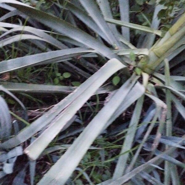 Agave americana Лист