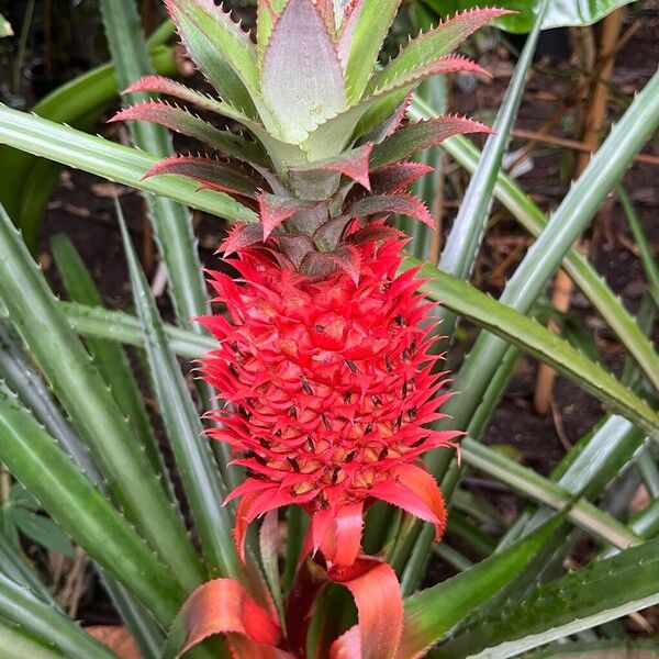 Ananas comosus Fruto