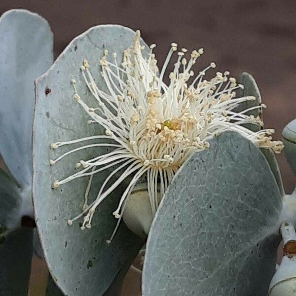 Eucalyptus pulverulenta Flower