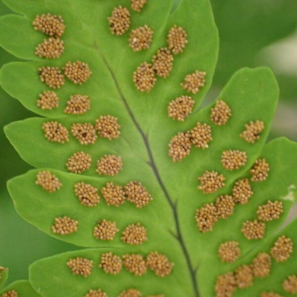 Gymnocarpium dryopteris Vrucht