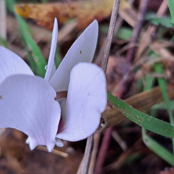 Cyclamen hederifolium Blodyn