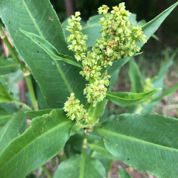 Rumex altissimus ᱵᱟᱦᱟ