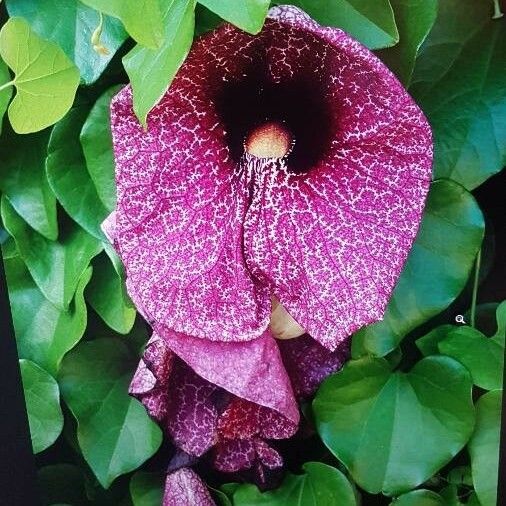 Aristolochia littoralis Flors