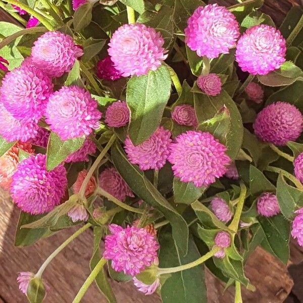 Gomphrena globosa Fleur