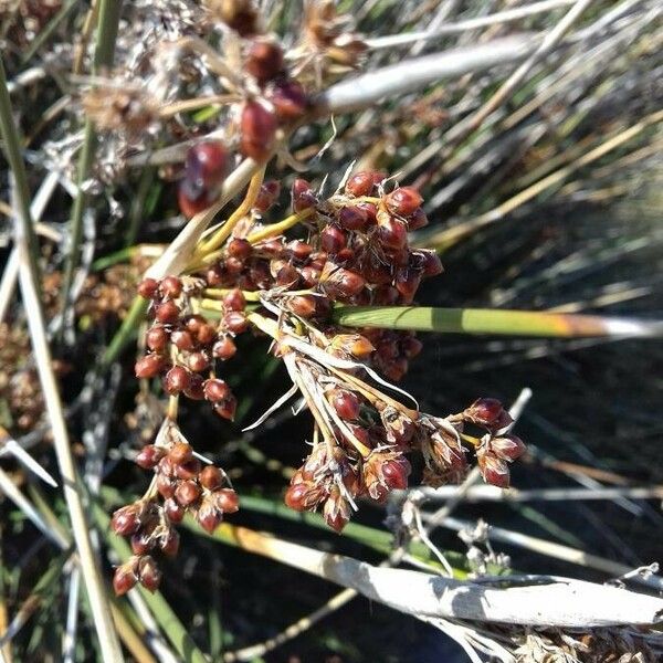 Juncus maritimus Fruit