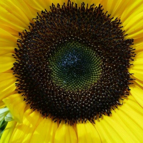 Helianthus annuus Flower