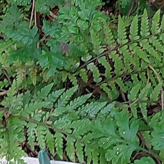 Athyrium vidalii Leaf