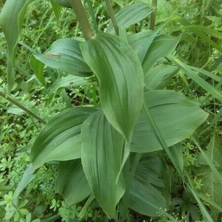 Veratrum californicum Leaf