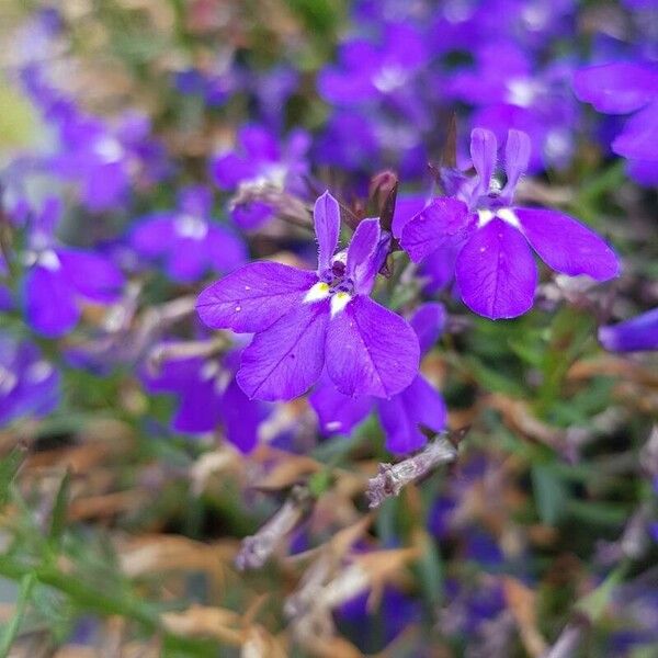 Lobelia erinus Cvet