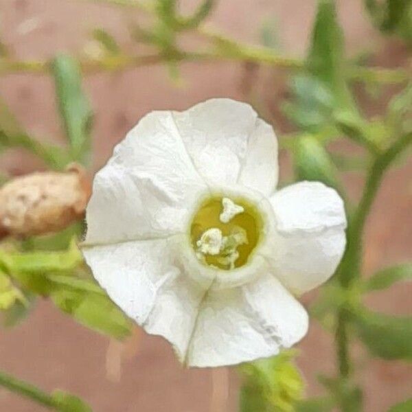 Nicotiana petunioides