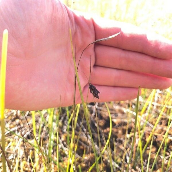 Carex limosa Floro