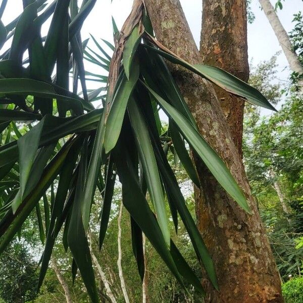 Dracaena mannii Folha