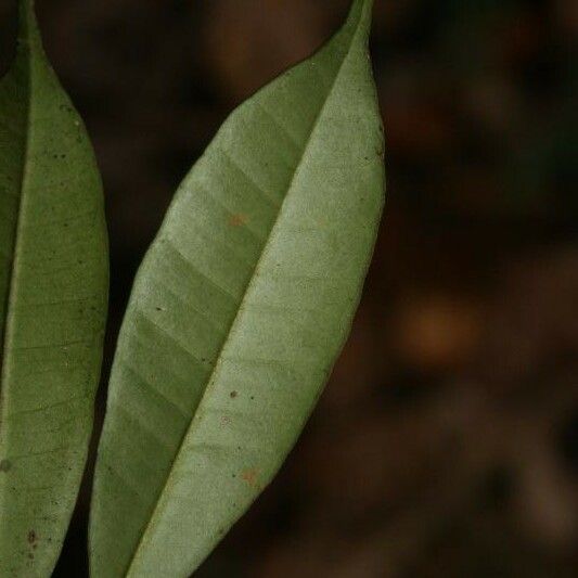 Myrcia decorticans Leaf