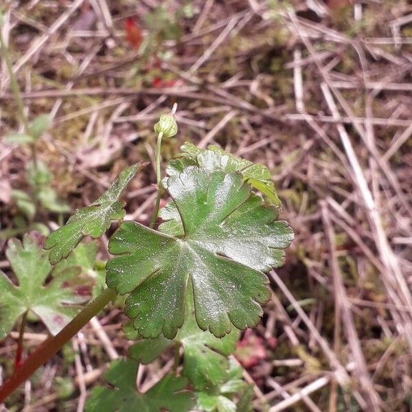 Geranium lucidum Leaf