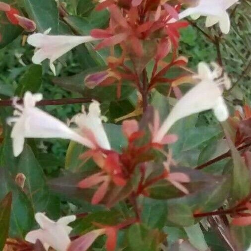 Abelia × grandiflora Žiedas