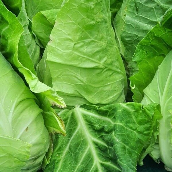 Brassica oleracea Folio