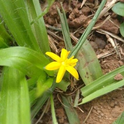 Hypoxis hirsuta Λουλούδι