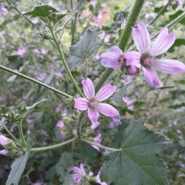 Malva sylvestris Cvet