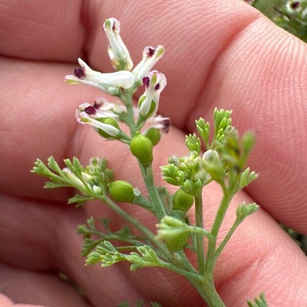 Fumaria parviflora Kukka