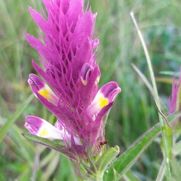 Melampyrum arvense Floare