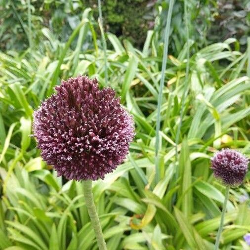 Allium scorodoprasum Цветок