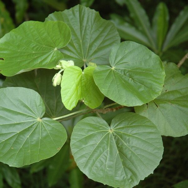 Talipariti tiliaceum Leaf