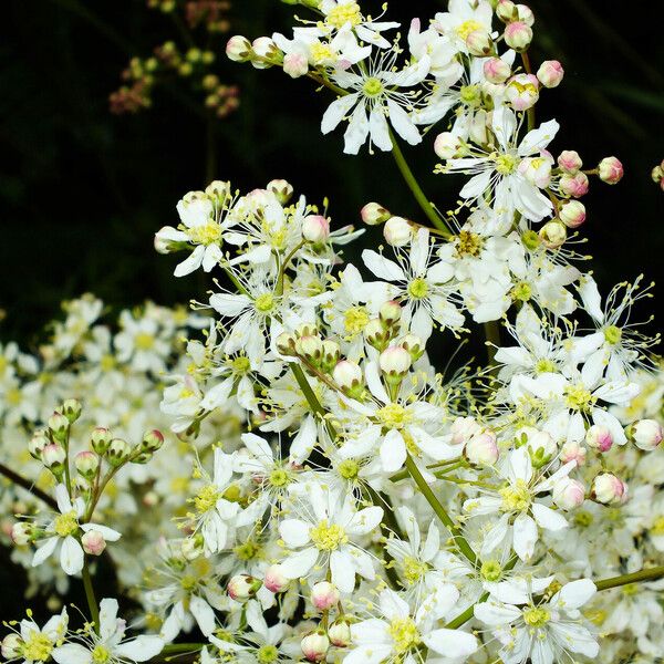 Filipendula vulgaris Flower