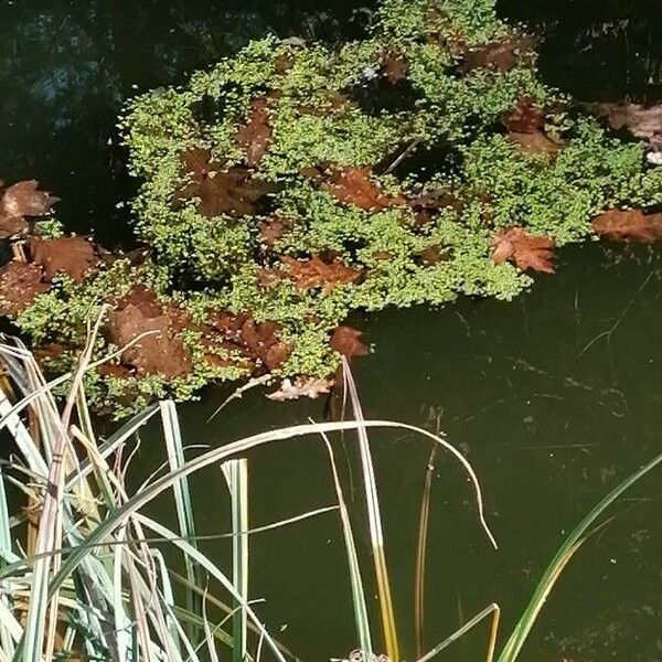 Azolla filiculoides পাতা