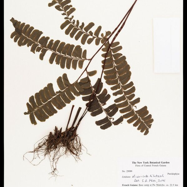 Lindsaea divaricata ഇല
