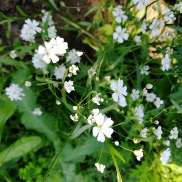 Gypsophila elegans Flower