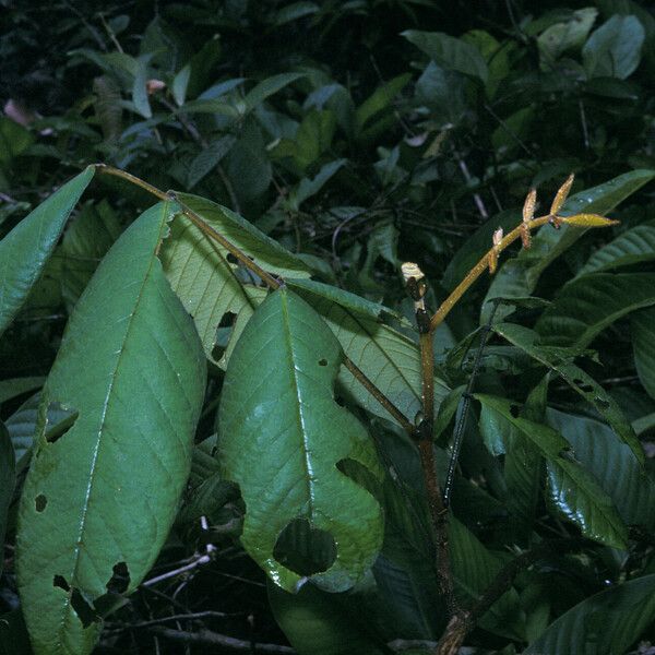 Swartzia panacoco Leaf