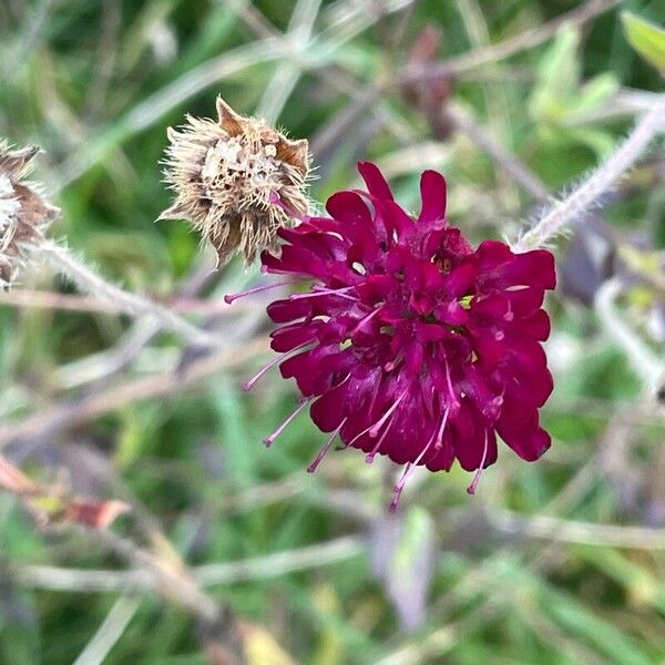 Knautia macedonica Bloem