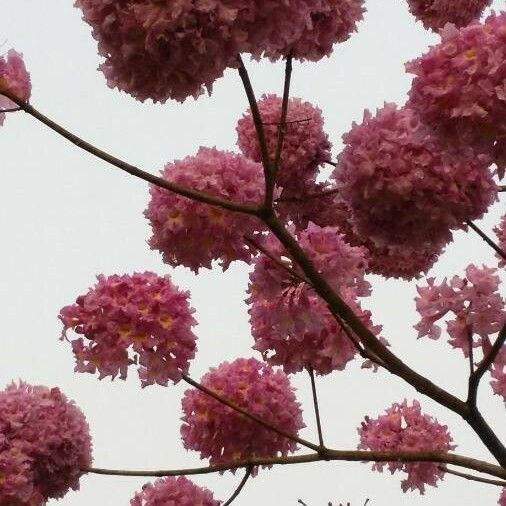 Tabebuia rosea Blüte