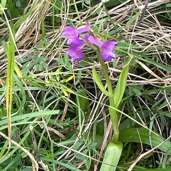 Anacamptis morio Συνήθη χαρακτηριστικά