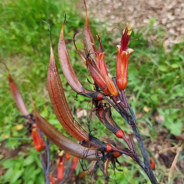 Phormium tenax फूल