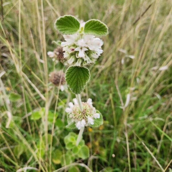 Leucas grandis 花